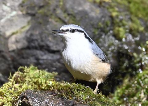 ゴジュウカラ8121