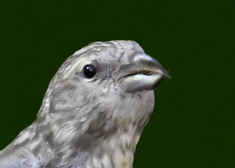 イスカ幼鳥7001