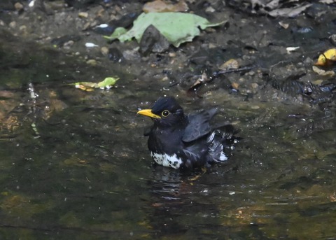クロツグミ♂4480