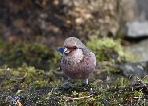 ベニマシコ♂5490