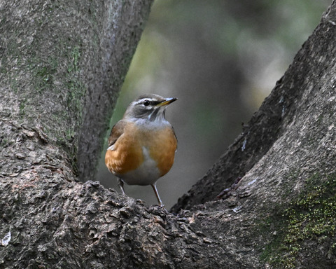 マミチャジナイ4318