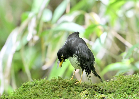 クロツグミ♂0192