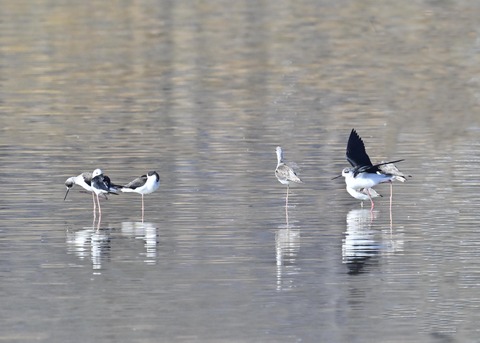 セイタカシギ2605