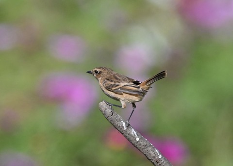 ノビタキ♀1747