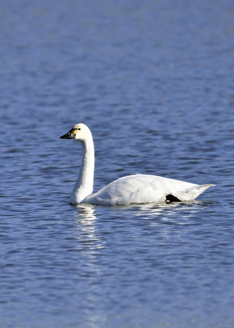 アメリカコハクチョウ①0386