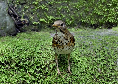 クロツグミ♀幼鳥4739
