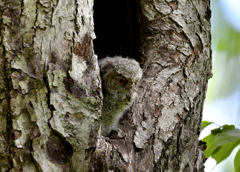 オオコノハズクのヒナ8428