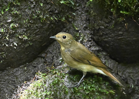 オオルリ♀3353