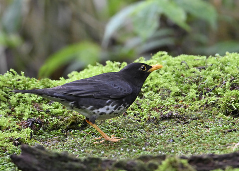 クロツグミ♂3988