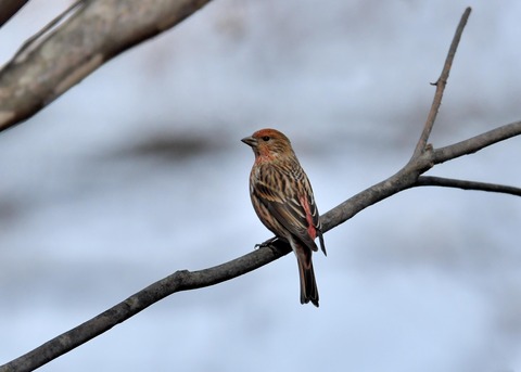 オオマシコ♀4715