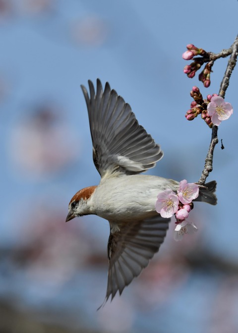 飛ぶ・ニュウナイスズメ9475