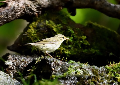 メボソムシクイ0723