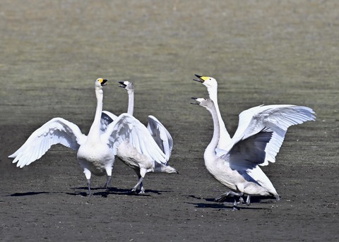 オオハクチョウ幼鳥2245
