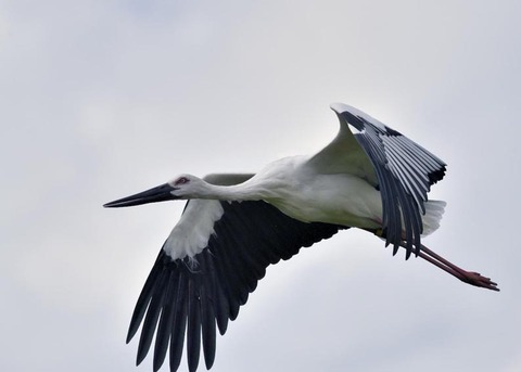 飛ぶ・コウノトリ3093