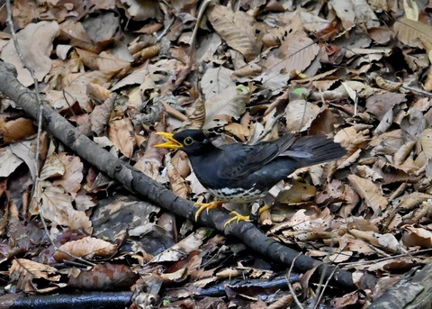 クロツグミ♂5446