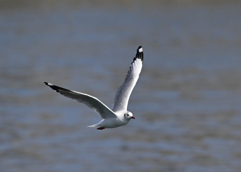 チャガシラカモメ3465