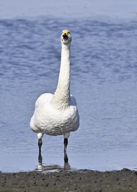 オオハクチョウ3151