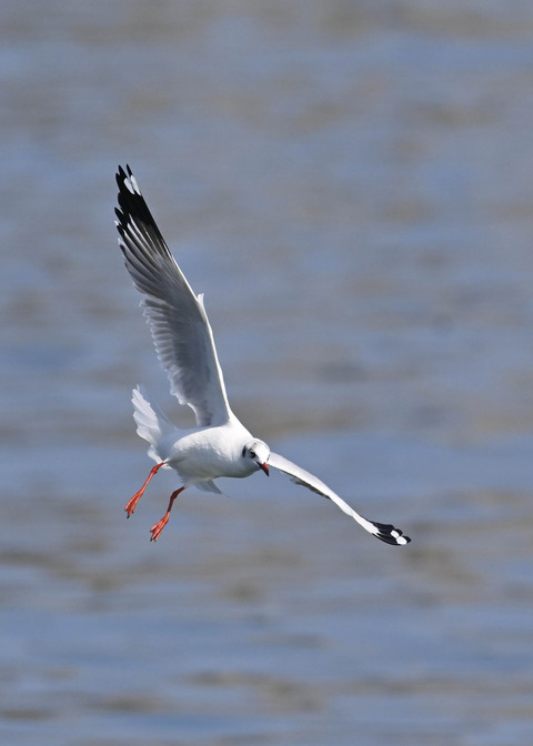 チャガシラカモメ3406