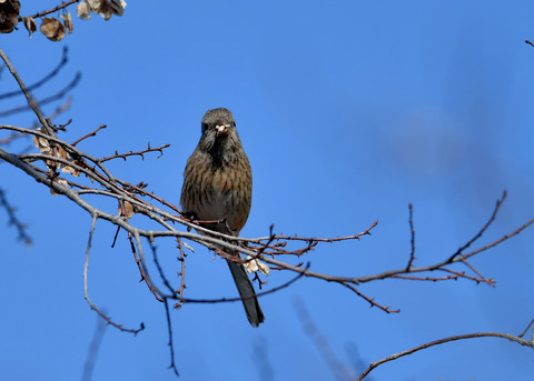 ベニマシコ♀1044