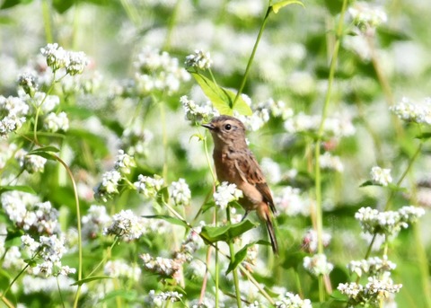 ノビタキ♀0176