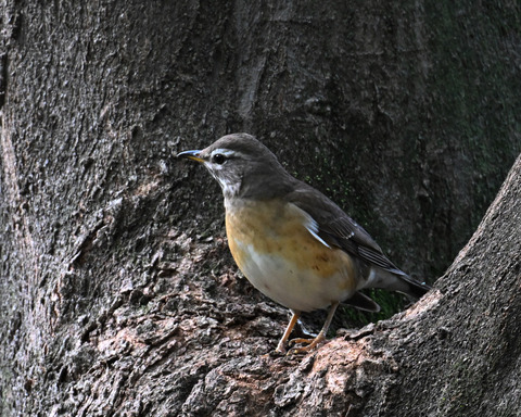 マミチャジナイ9415