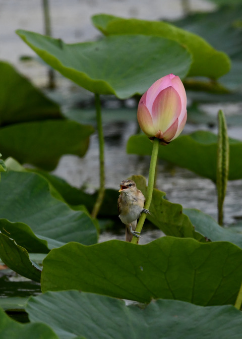 オオヨシキリ3444