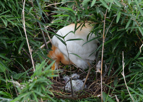 アマサギ7274