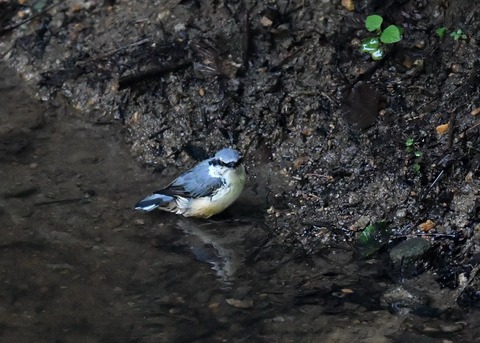 ゴジュウカラ4440