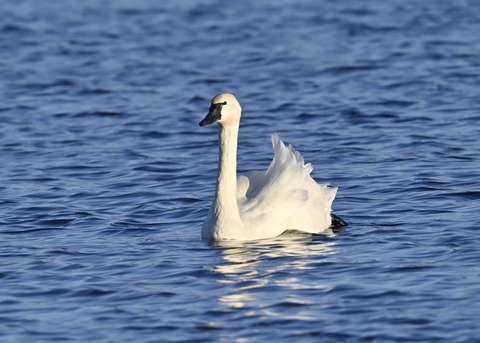 アメリカコハクチョウ9240