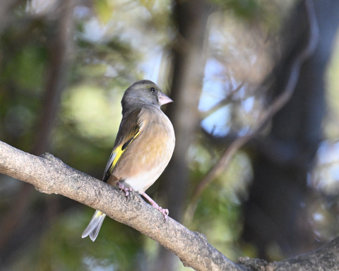 オオカワラヒワ7440