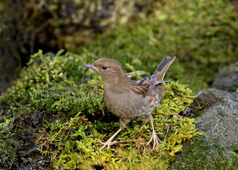 カヤクグリ4059