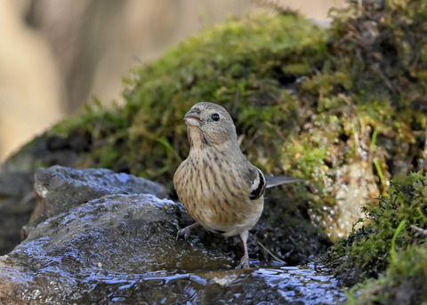 ベニマシコ♀6738