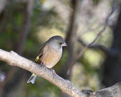 オオカワラヒワ7634