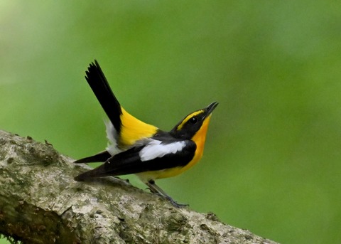 キビタキ成鳥♂5779