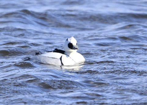 ミコアイサ♂9087