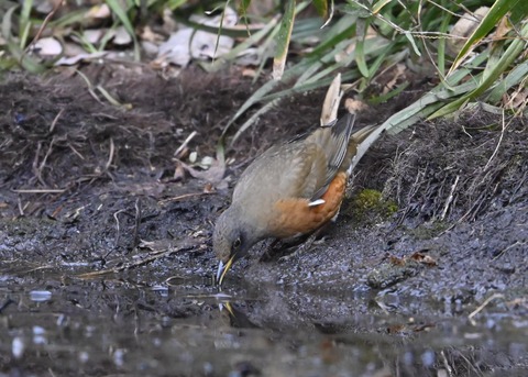 オオアカハラ5265