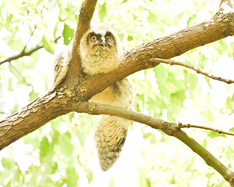 トラフズクの雛①2231