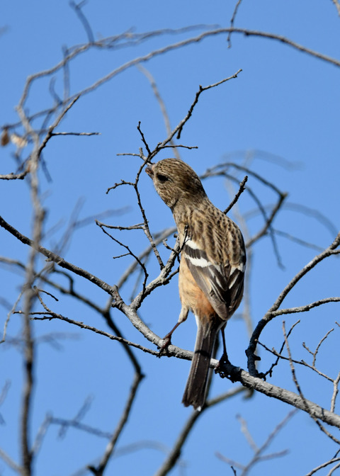 ベニマシコ♀3645×