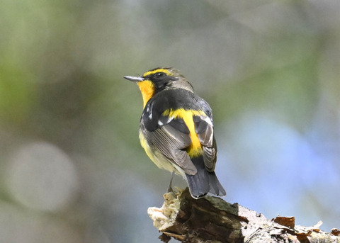 キビタキ♂第一回夏羽3490