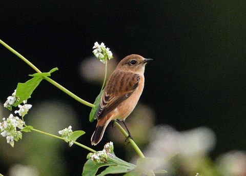 ノビタキ♀3057