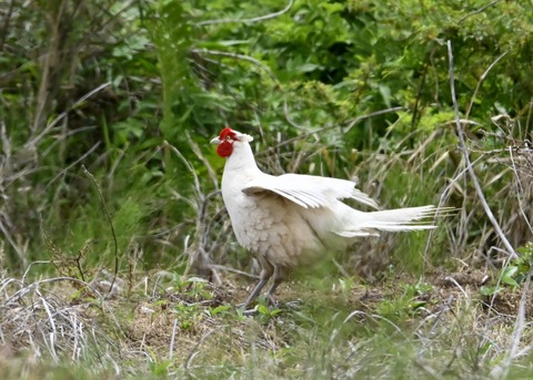 キジ♂白化0943