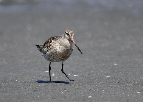 オオソリハシシギ2073