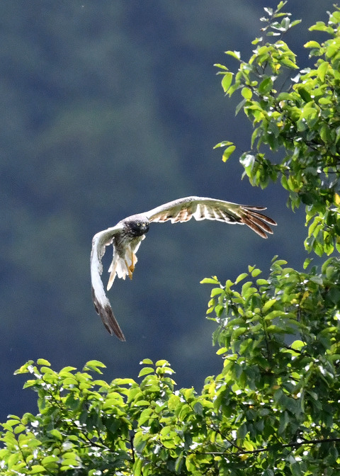 ズグロチュウヒ3483