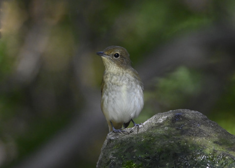 キビタキ♀3250
