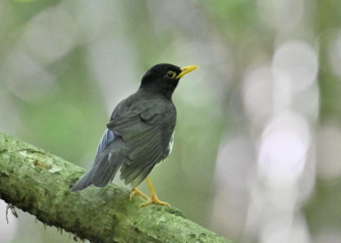 クロツグミ♂5728