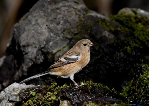 ベニマシコ♀8201