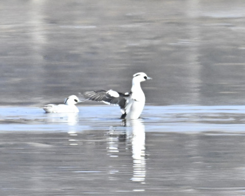 羽ばたくミコアイサ♂4555