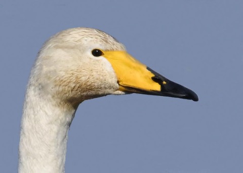 オオハクチョウ3003