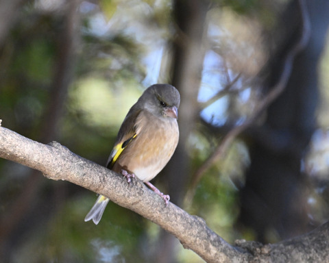 オオカワラヒワ7454