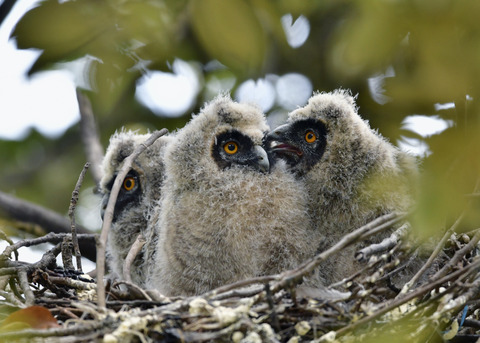 トラフズクのヒナ③④⑤7142